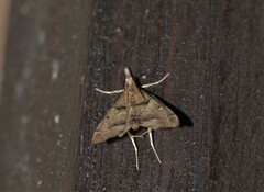 Diplopseustis perieresalis