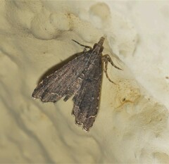 Diplopseustis perieresalis