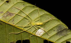 Anaptomecus longiventris