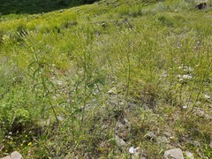 Astragalus galegiformis