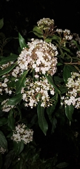 Viburnum tinus