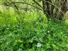 Rhinanthus serotinus
