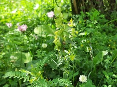 Rhinanthus serotinus