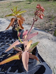 Kalanchoe daigremontiana