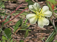 Oenothera cordata