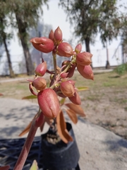 Kalanchoe daigremontiana