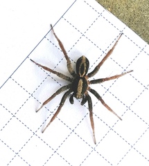 Alopecosa albofasciata