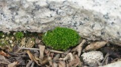 Funaria hygrometrica