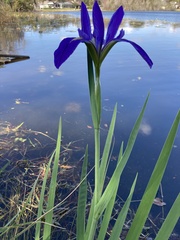 Iris savannarum