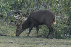 Axis porcinus porcinus