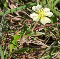 Oenothera cordata