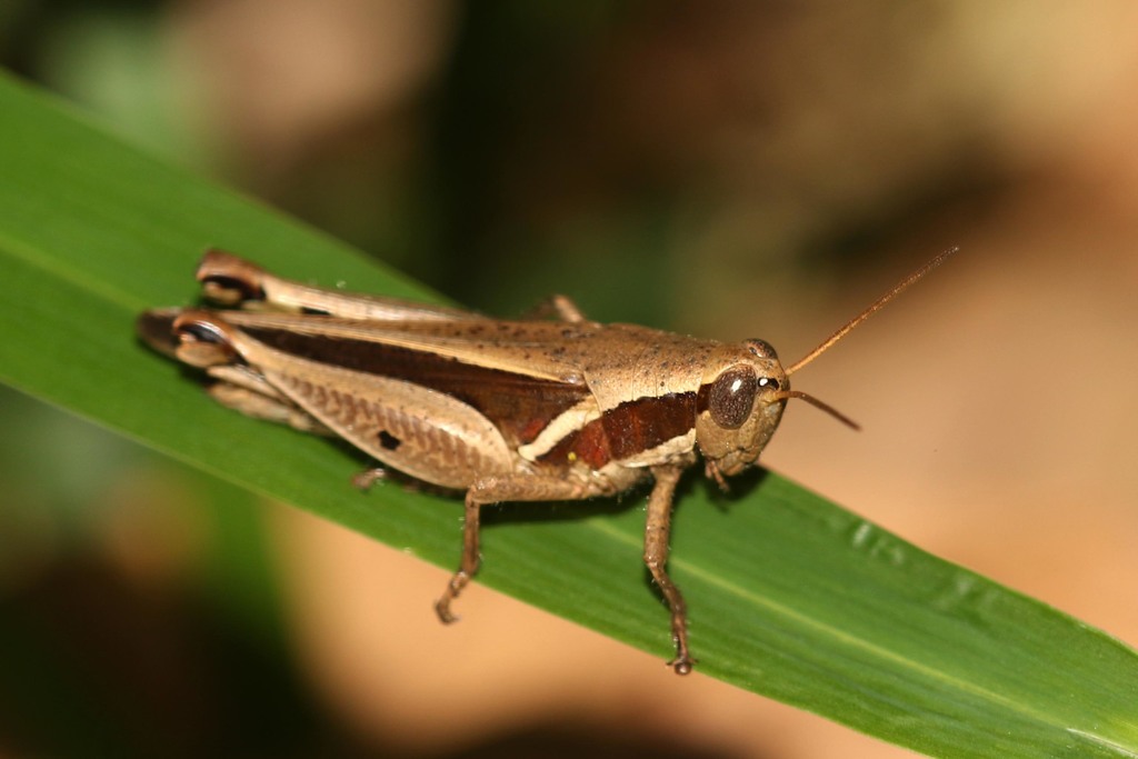 Phaeocatantops