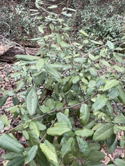 Elaeagnus pungens