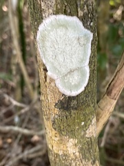 Cryptothecia striata