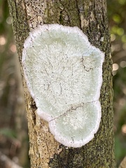 Cryptothecia striata