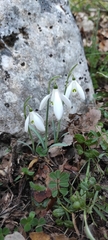 Galanthus reginae-olgae