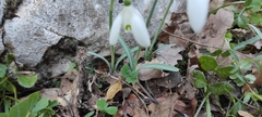 Galanthus reginae-olgae