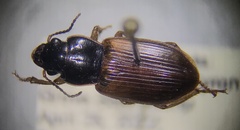 Anisodactylus sanctaecrucis