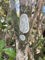 Cryptothecia striata