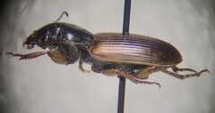 Anisodactylus sanctaecrucis