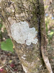 Cryptothecia striata