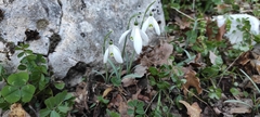 Galanthus reginae-olgae