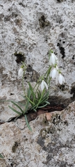 Galanthus reginae-olgae