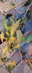 Brachychiton bidwillii