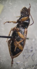 Anisodactylus sanctaecrucis