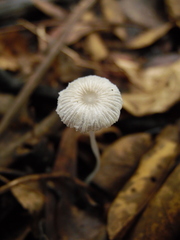 Mycena rhenana