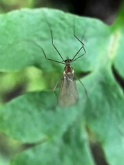 Trichocera