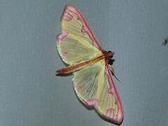 Cadarena pudoraria