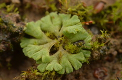 Riccia glauca
