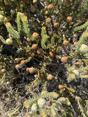 Leucadendron levisanus