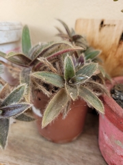 Cyanotis somaliensis