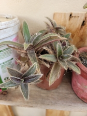 Cyanotis somaliensis