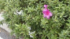 Rhododendron × pulchrum