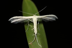 Pterophorus albidus