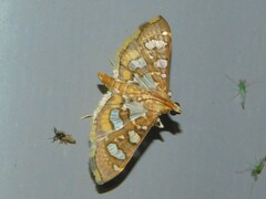 Nausinoe geometralis