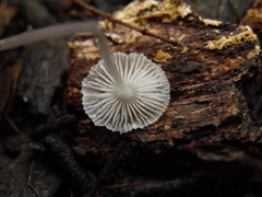 Mycena rhenana