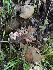 Amphibolips quercuspomiformis