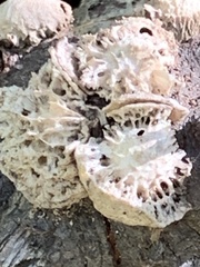 Amphibolips quercuspomiformis