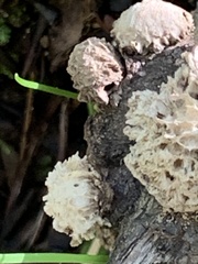 Amphibolips quercuspomiformis