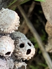 Amphibolips quercuspomiformis