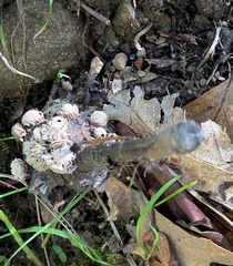 Amphibolips quercuspomiformis