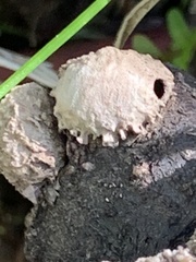 Amphibolips quercuspomiformis