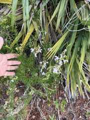 Conradina grandiflora