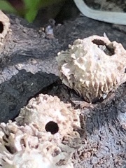 Amphibolips quercuspomiformis