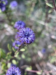 Globularia alypum
