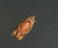 Ditula angustiorana